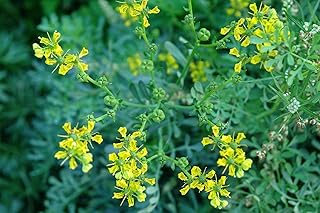 Common Rue Seeds (50 Seeds) Ruta Graveolens Non-Hybrid, Open-Pollinated, Suited for Canadian Climate