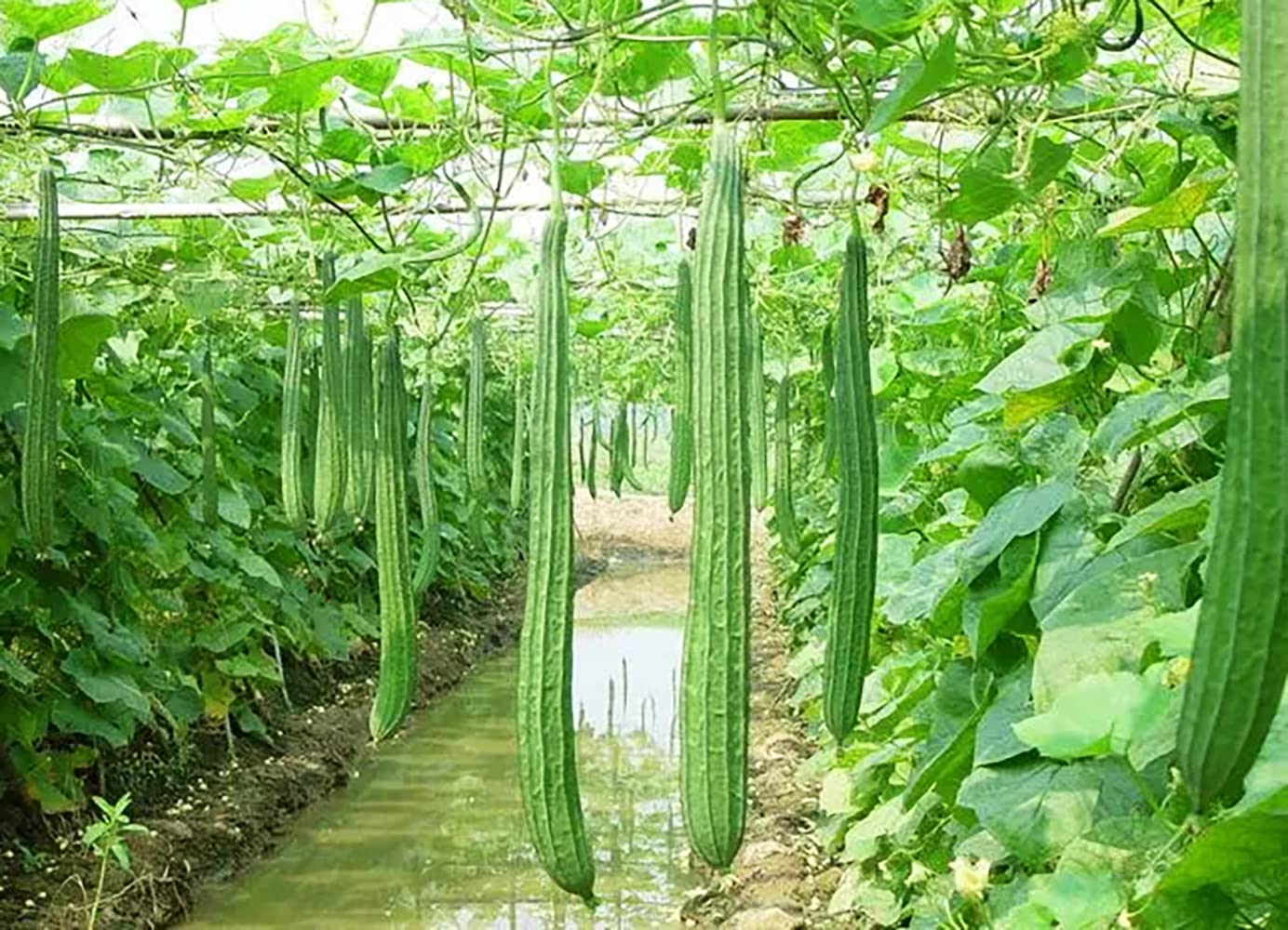 100Stück Luffa Samen riecht frisch Leicht zu keimen Dekoration verschönert die Umgebung Pflanzen inStücken Form Landschaft die von Menschen geliebt Wird