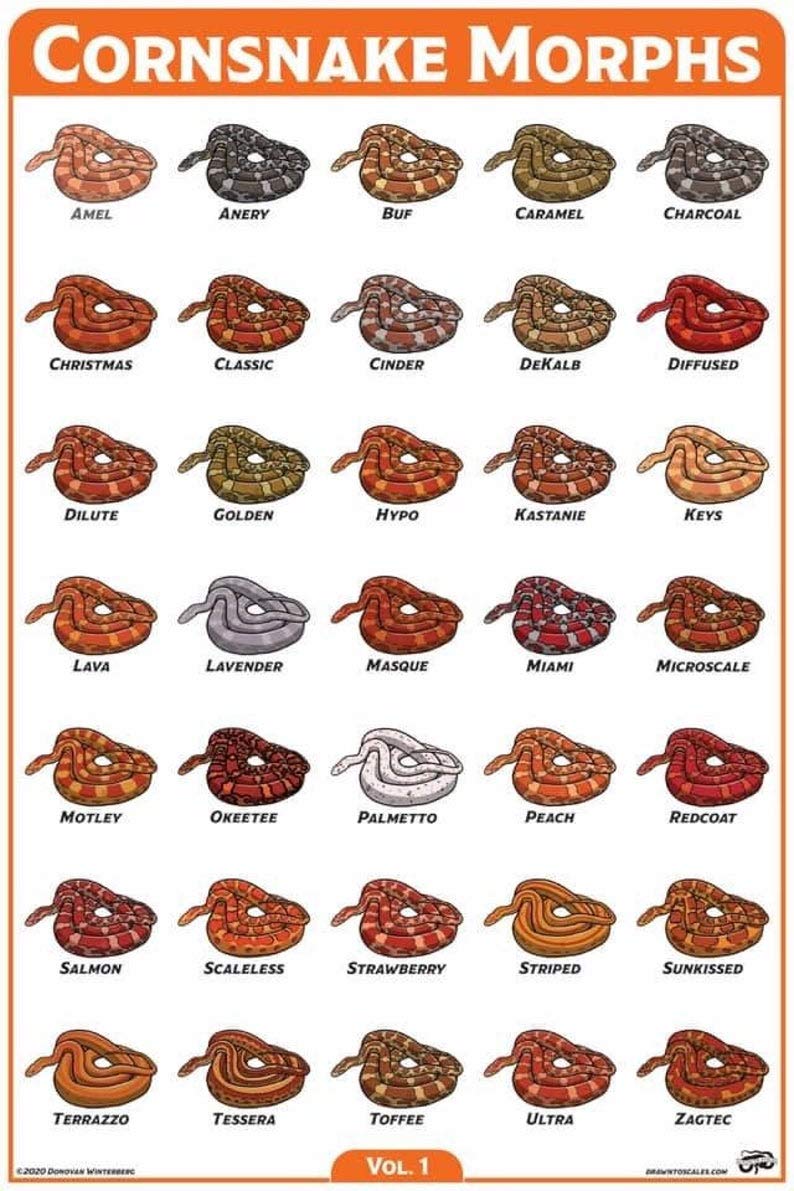 Inga Cornsnake Morph Poster Metal Sign 8x12 inches