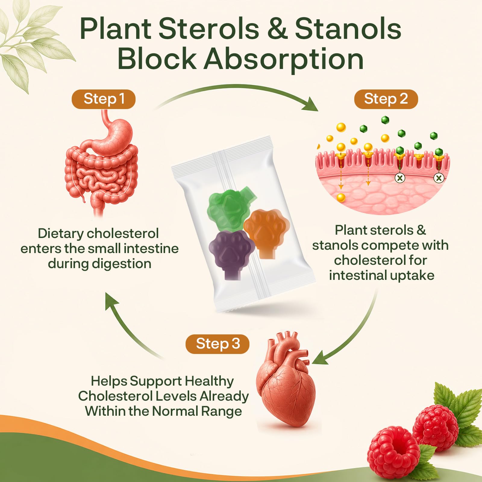 Plant Sterols & Stanols Gummies with Citrus Bergamot, Cholesterol Formula — Amazon image 3