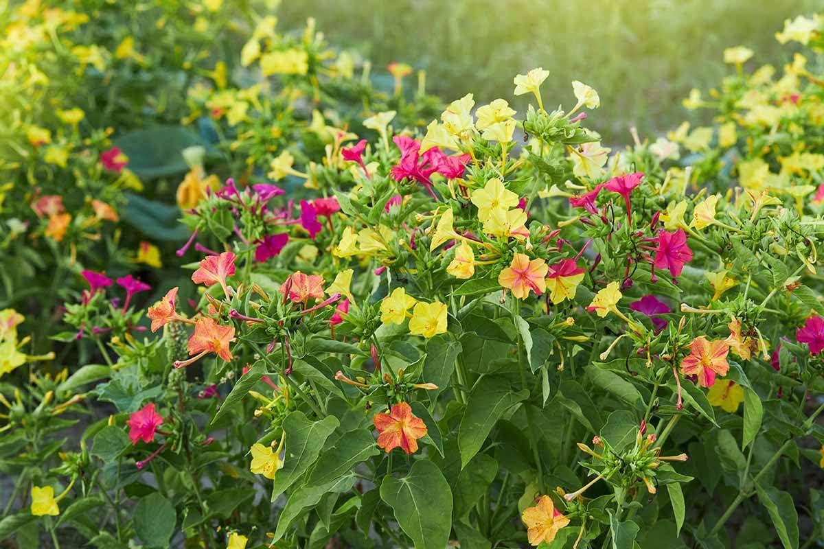 9 o clock flower plant livet (4 Cuttings Different Color)-image-33