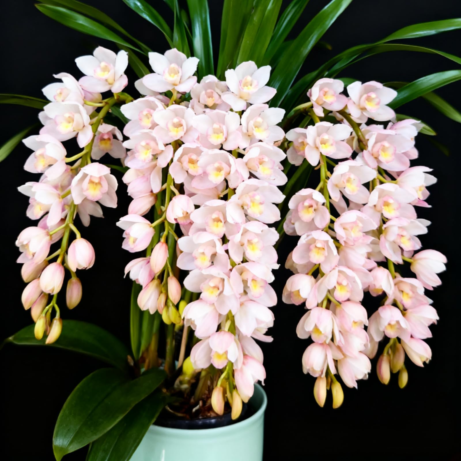 Hardy Cymbidium Bulbs, Cymbidium Orchid Plants Outdoor, Selected Cymbidium Varieties, Fragrant, Excellent for Balcony Display.-15 Rhizome-C