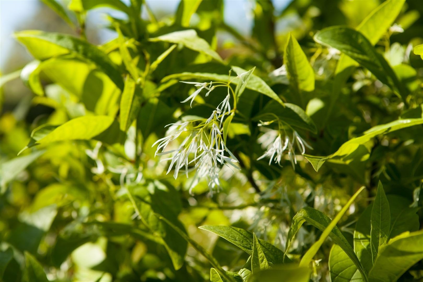 Chionanthus virginicus 30-40 cm – Winterhart, Mehrjährig, Pflegeleicht – Amerikanischer Schneeflockenstrauch – Ziergehölz für Garten & Vorgarten