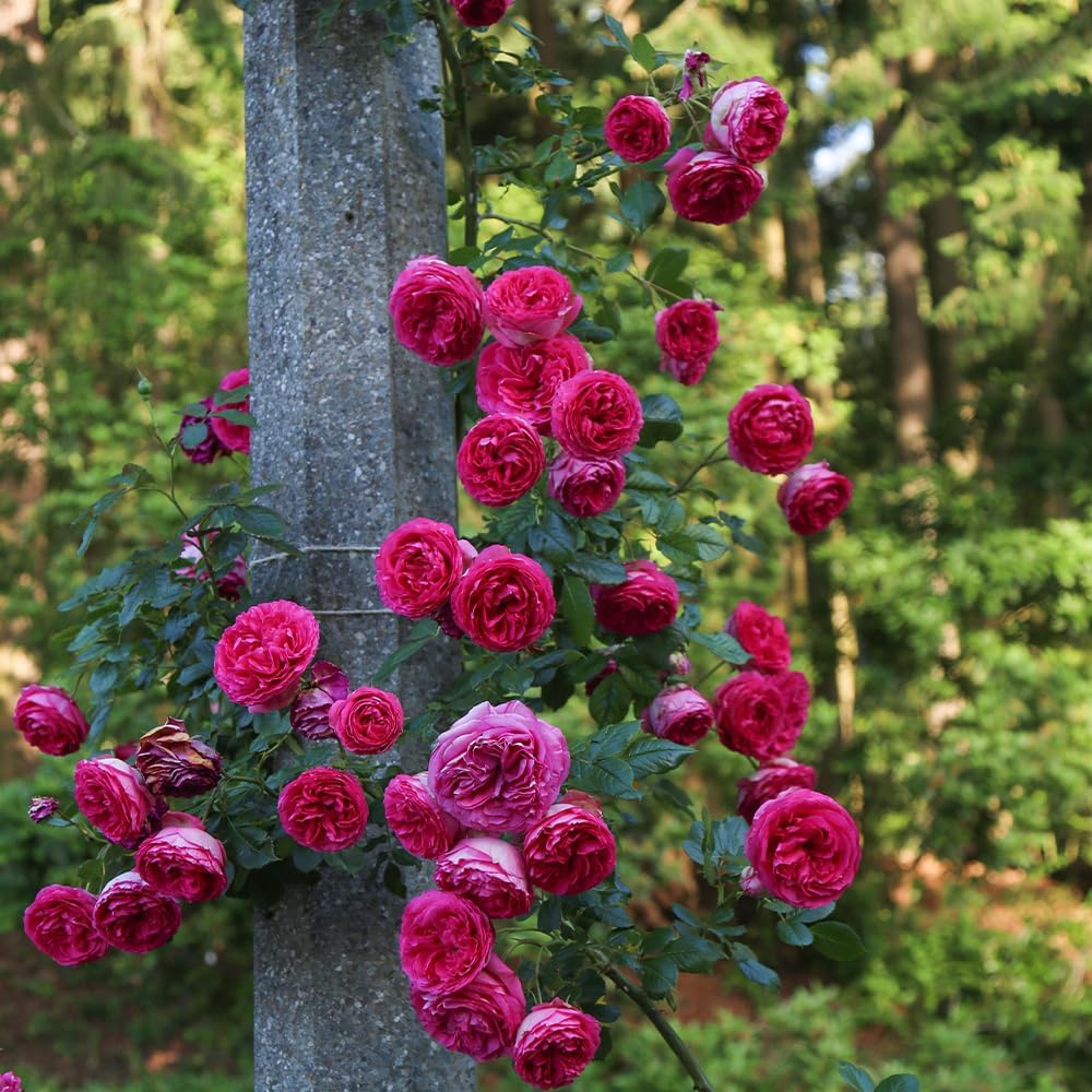 - Heirloom Climbing Roses, Live Own Root Plant for Outdoor Garden, Pretty in Pink Eden Climber®, Lightly Fragrant, Lightly Fragrant, Repeat Blooming