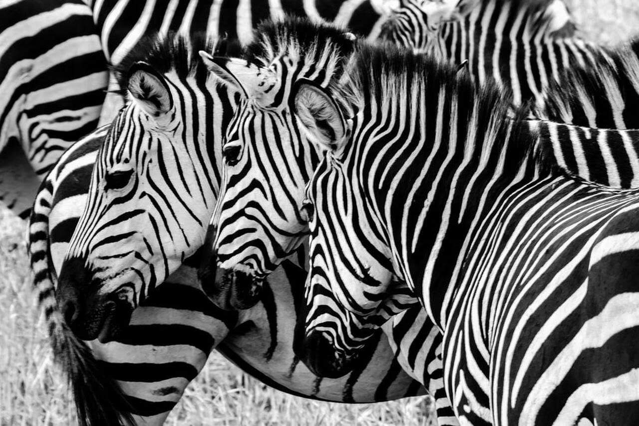 Nprzm H074 5D Full Drill Diamond Painting By Number Kits Three Zebras In The Wild Faces Aligned Diamond Painting - Craft Kits 50X60cm