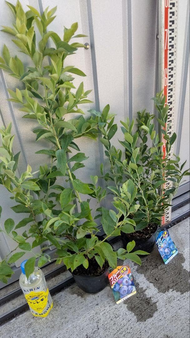 Amazon.co.jp: ブルーベリー苗 デライト&ノビリス5号ポット2本セット