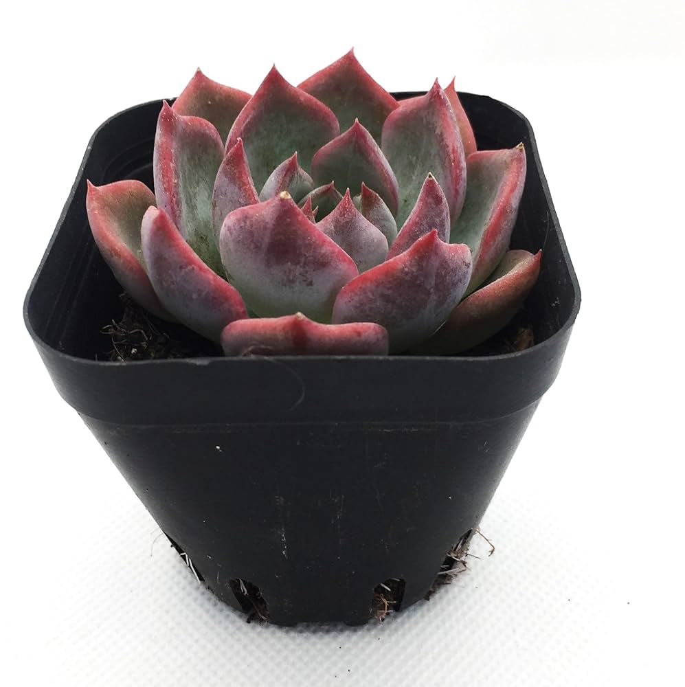 多肉植物　キャロライン　韓国苗 多肉植物 キャロライン 韓国苗 - メルカリ