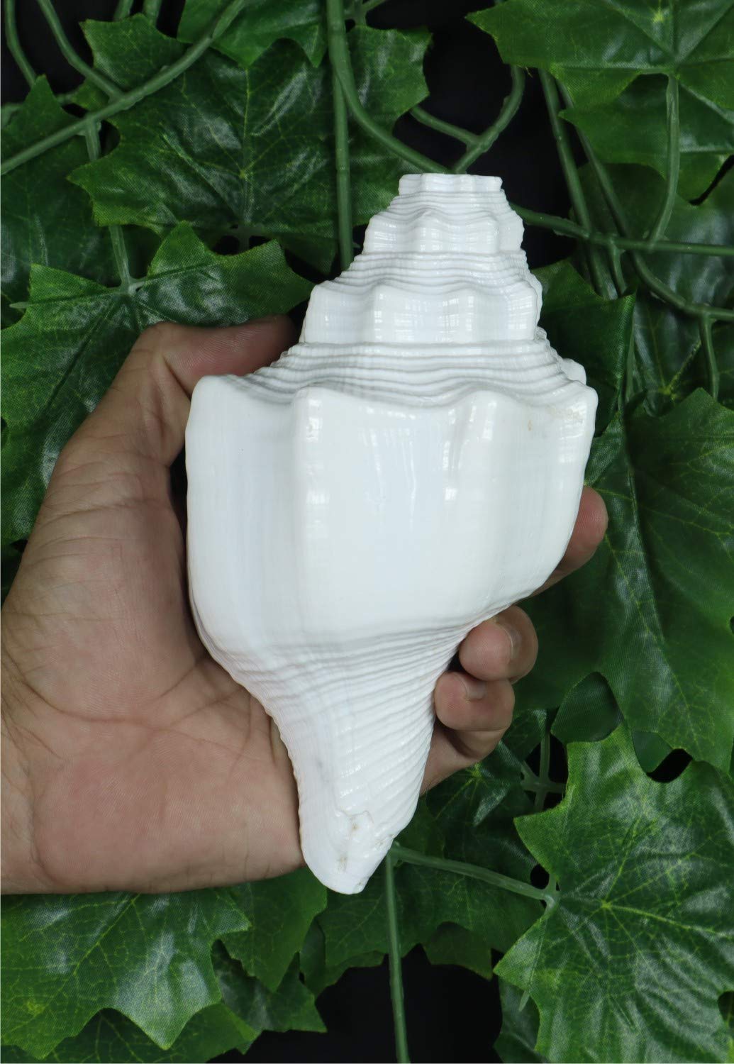 ASHIRWAD Blowing Shankh Vamavarti Dattatreya - Conch Shell - Puja Ritual - Shankhnaad (Shankh-07)