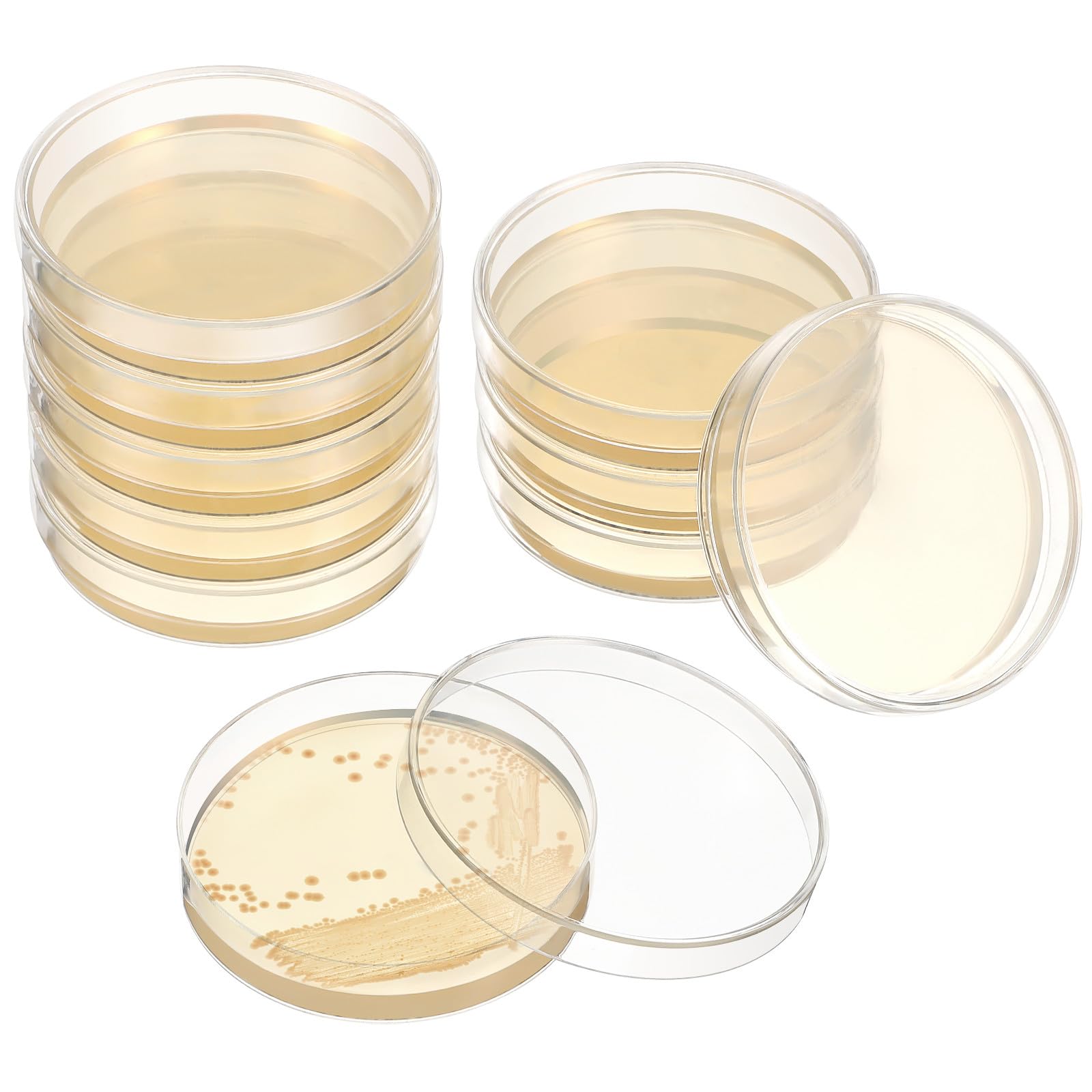 DOITOOL 20 Placas de Petri con Agar Prevertido. Material para Experimentos Científicos de Laboratorio, Tanto Escolares Como Médicos.