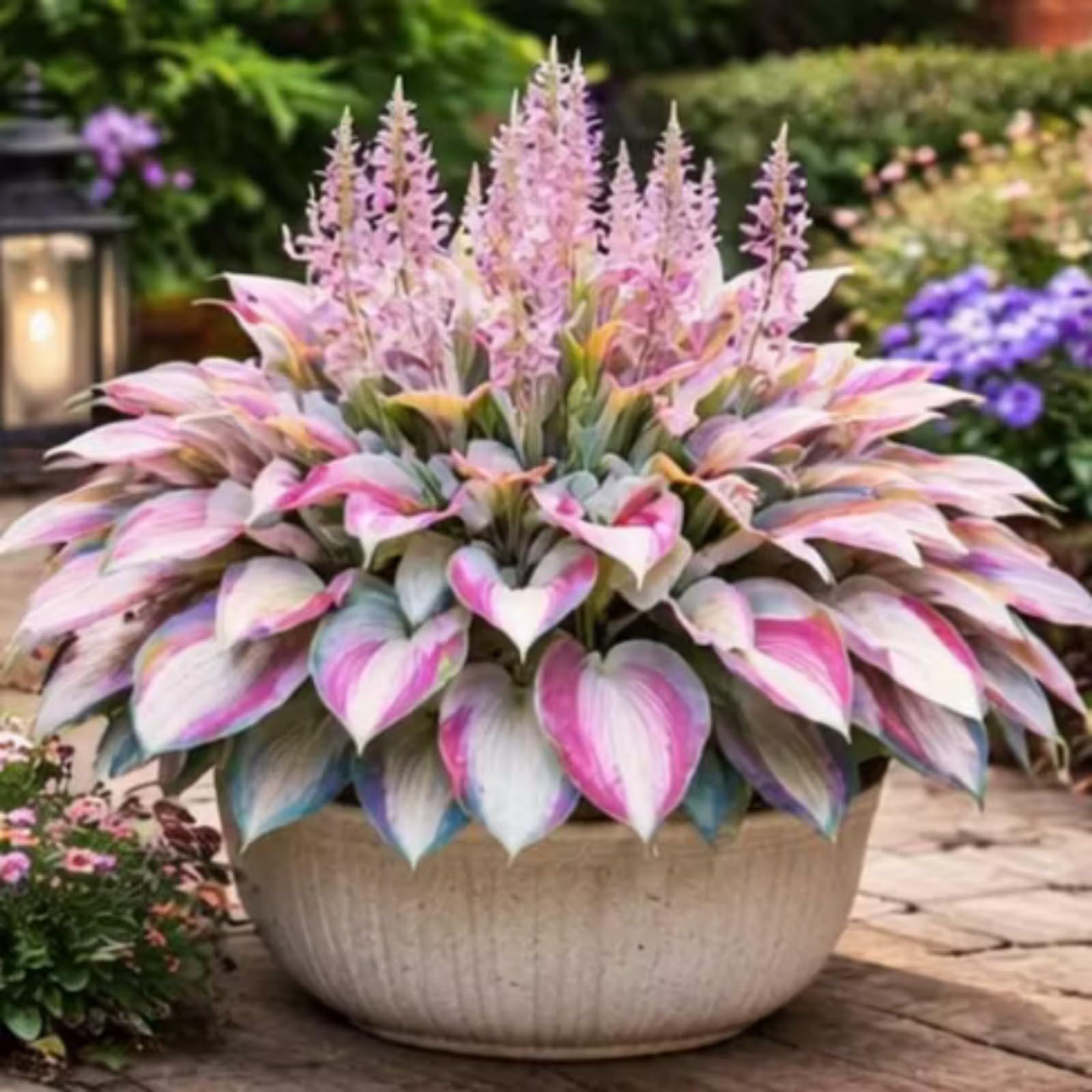 Rare Peacock Flame Hosta Plants for Beautiful Outdoor Garden Displays-15 Rhizomes-C