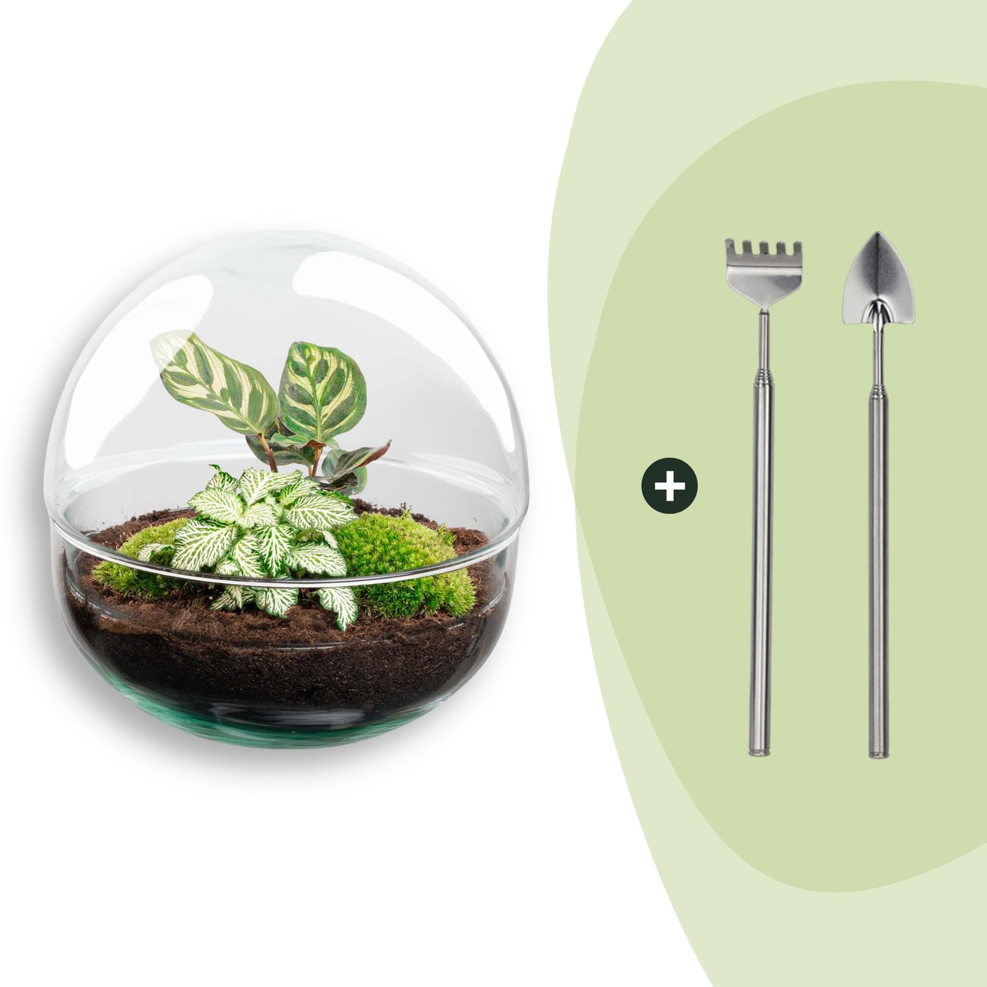 DIY szklane terrarium, dekoracja wnętrz, zestaw Ø 20 cm z roślinami
