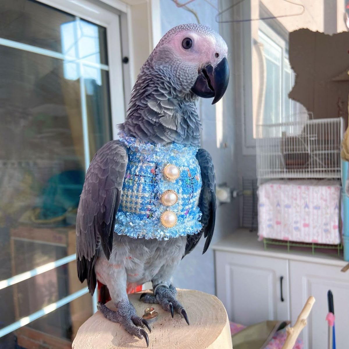 Bird Cloth Christmas Party Birthday Costume for Parrot Halloween Pet Birds Clothes Birds Cosplay Outfit (Blue,Macaw)