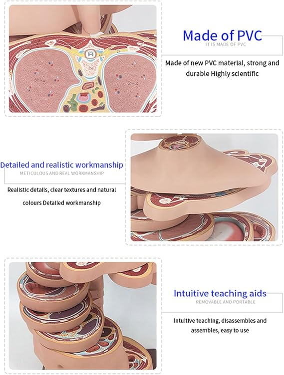 Realistic Human Manikin Fault Torso Model 24 Layers,Human Torso Anatomical Model for Science Classroom Study Display Teaching Medical Model