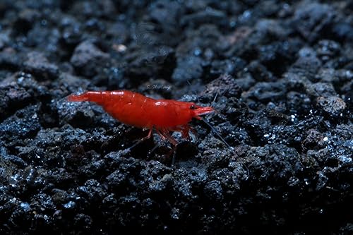Miniatura 2 de Acuario vivo de agua dulce Camarones Neocaridina (Bloody Mary (paquete de 10))