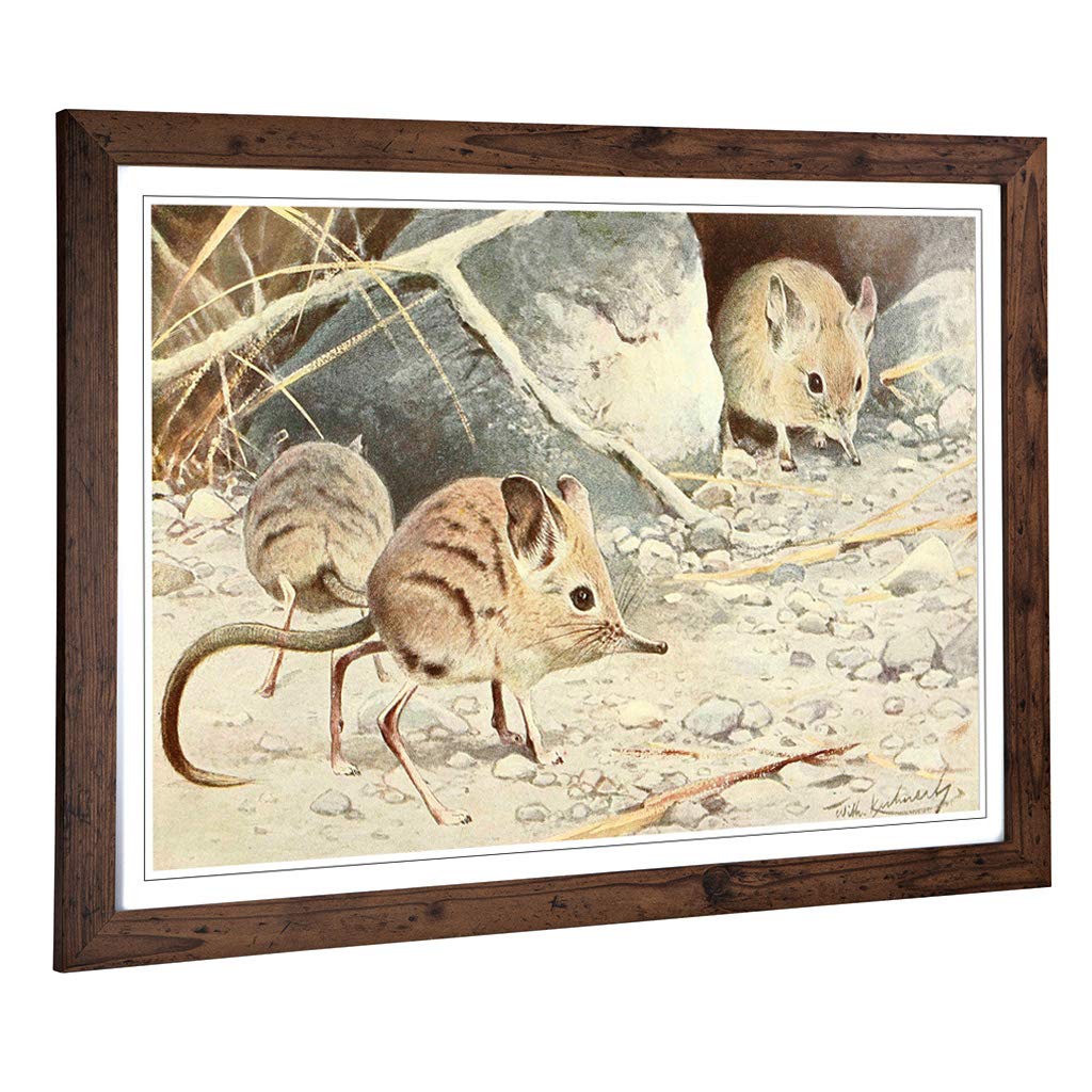 Big Box Art Framed Print of Vintage W Kuhnert North African Elephant Shrew Design | Wall Art Picture| Home Decor for Kitchen, Living Room, Bedroom, Hallway, Walnut, A2 / 24.5x18 Inch / 62x45cm