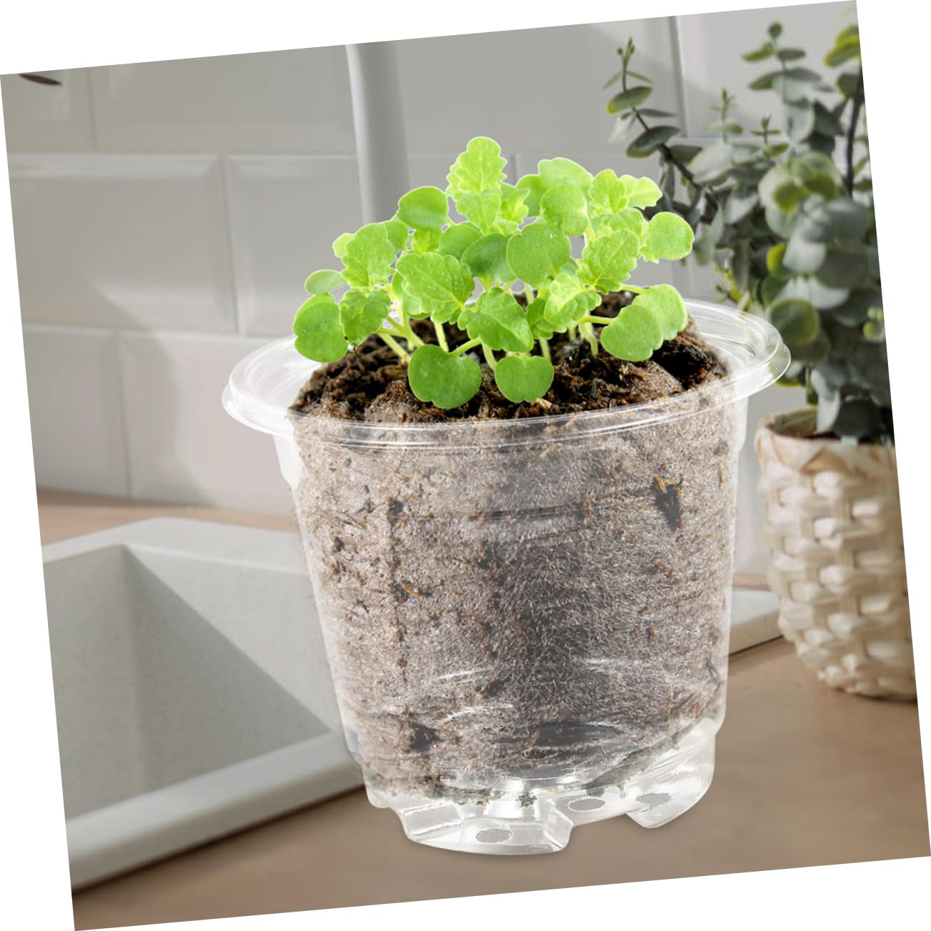 Abaodam 5 Ensembles Pot de Semis Transparent Couvercle de Pots Plastique pour Plantes Potager Extérieur Durable Réutilisable pour Culture de Semences