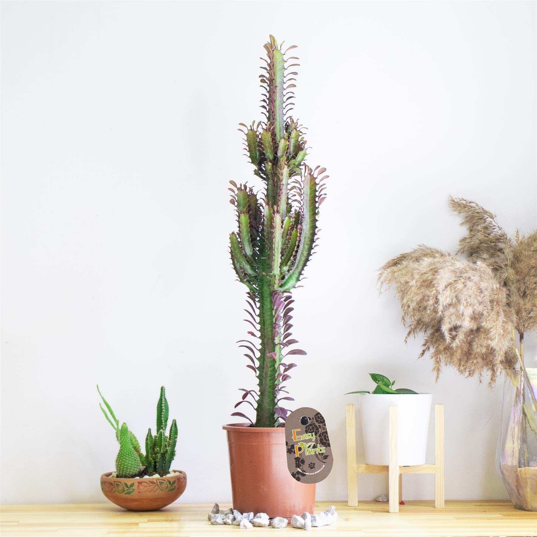 1 Large Cactus Euphorbia trigona rubra House Plant African Milk Tree in 17cm Pot