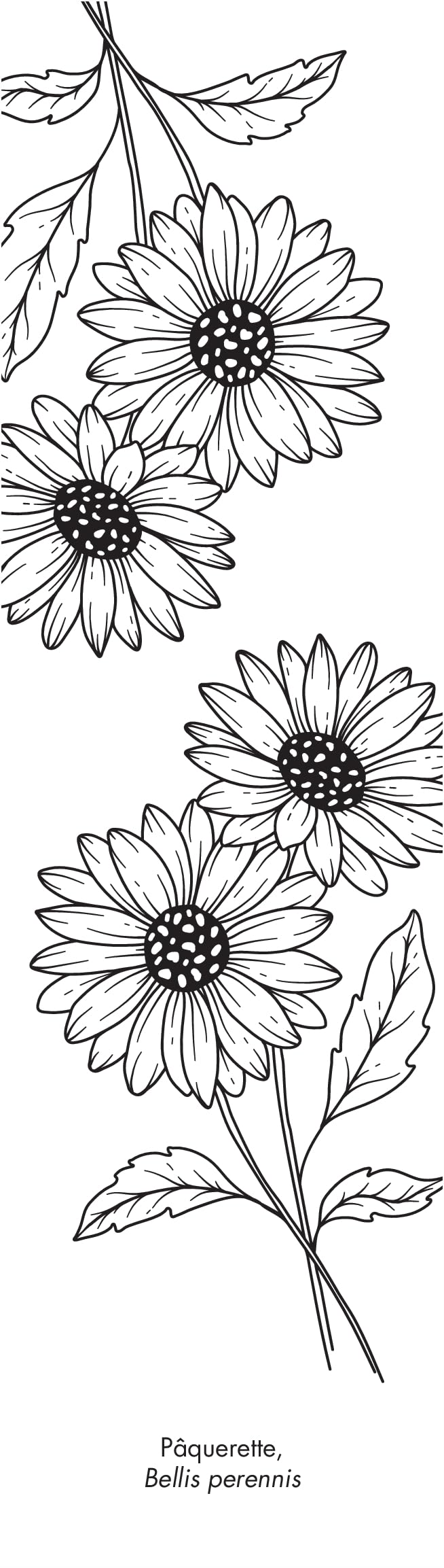 Botanica: 50 marque-pages à peindre ou à colorier