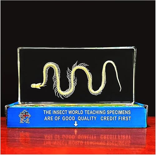 Miniatura 6 de Espécimen de animal de esqueleto de serpiente real, pisapapeles de ciencia en bloque acrílico para educación científica, 6.3 x 3.1 x 0.8 in