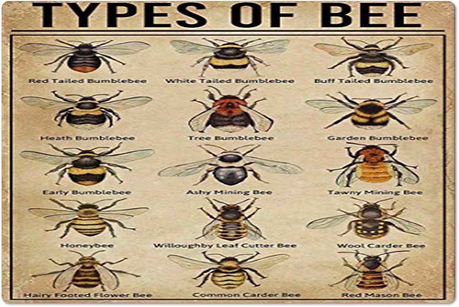 Peiyeety D-148 Types Of Bee Metal Tin Signs Bee Knowledge Information Retro Poster Popular Science Educational Charts Wall Plaques Decor For Home Classroom Room Office 12X17 Inch