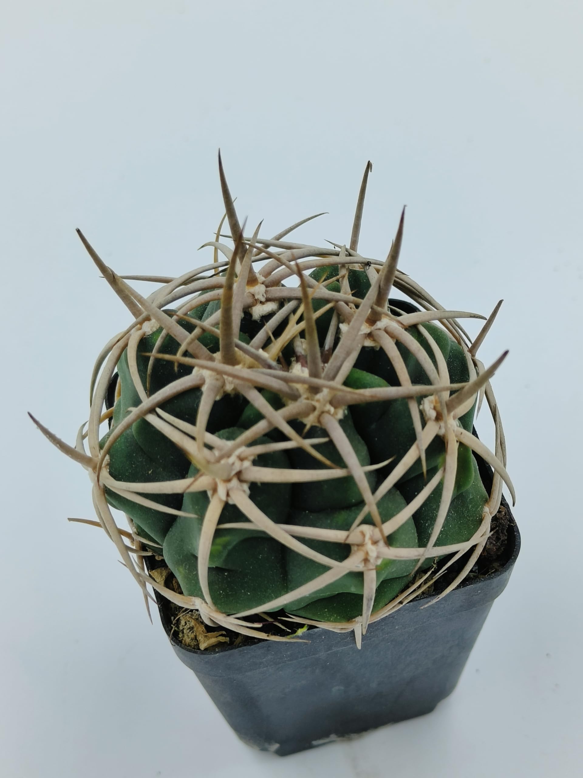 Studio Seed Gymnocalycium ferox Rare Succulent Live Plant : Amazon.in:  Garden & Outdoors