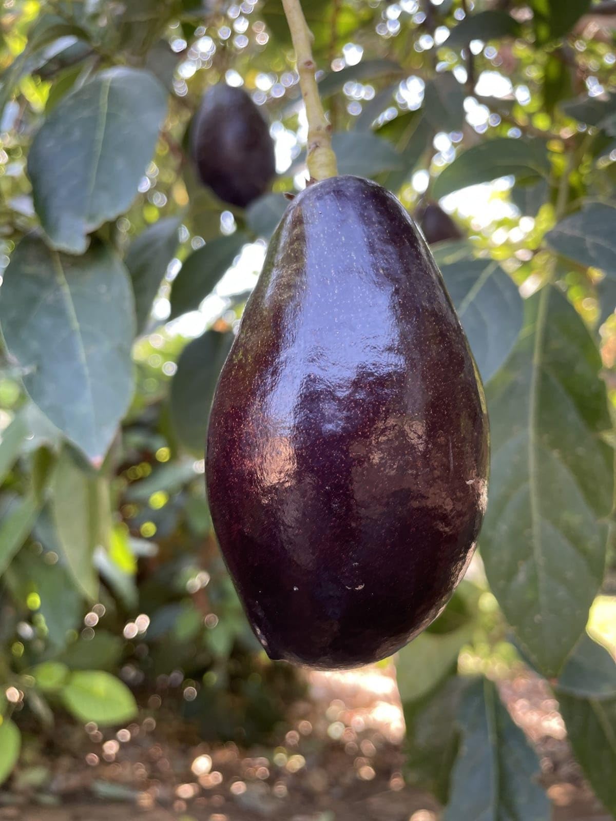 Expensive Del Rio/Pryor Variety Black Avocado Plant (GRAFTED) Butter Fruit Plant "Fruit After 1 Year" (B0CJ31RZFH) Amazon Price History, Amazon Price Tracker