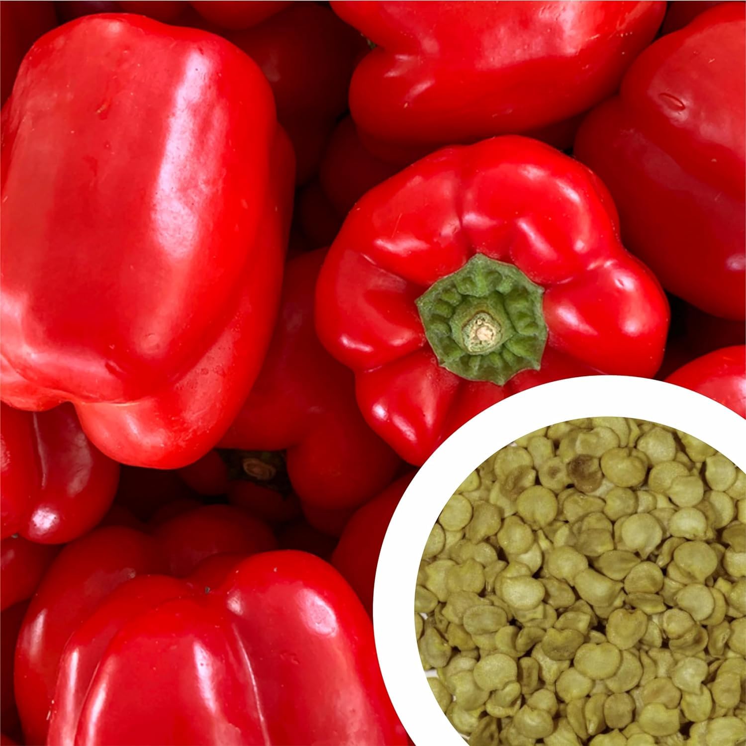Superiozone Red Capsicum Vegetable Seeds (Pack of 50 Seeds) (Capsicum Red) pack of 2 (B0D795WCZS) Amazon Price History, Amazon Price Tracker