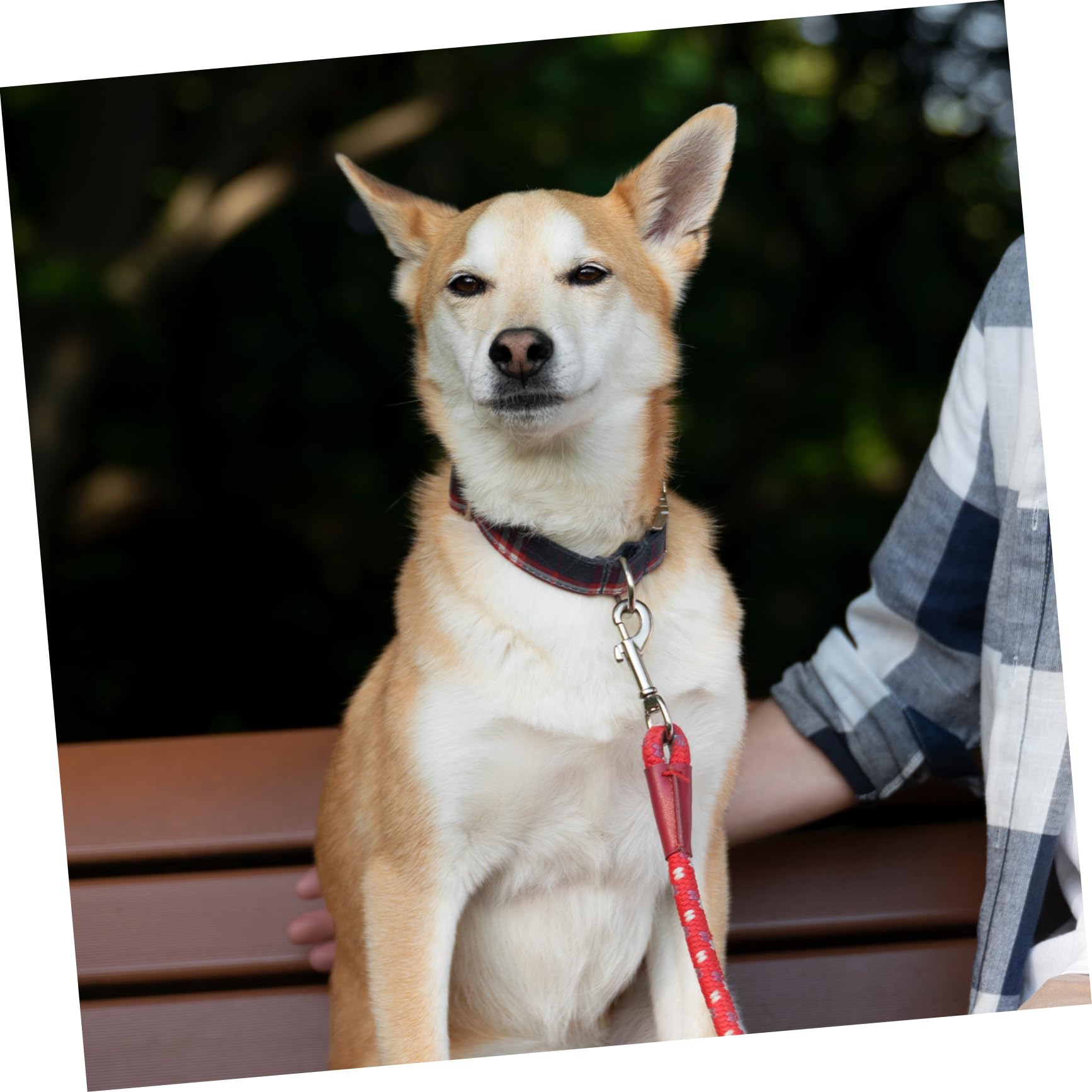 MUSISALY 24 Pack Zinc Alloy Snap Hooks Dog Leash Clip Swivel Diving Hook Metal Clips Bolt Snaps