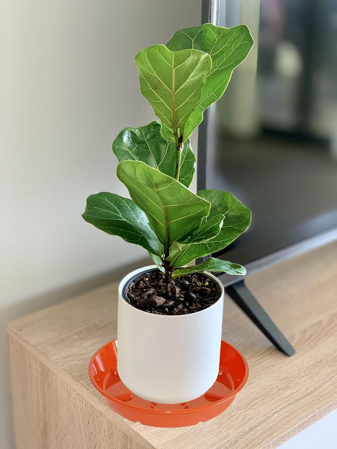 4 Pack of 14 inch Plant Saucer Plant Tray, Plastic Plant Saucer, Plant Tray for Pots, Plant Saucers for Indoors Planter, Garden Water Plate Bowls for Gallon Grow Bags (Terracotta)