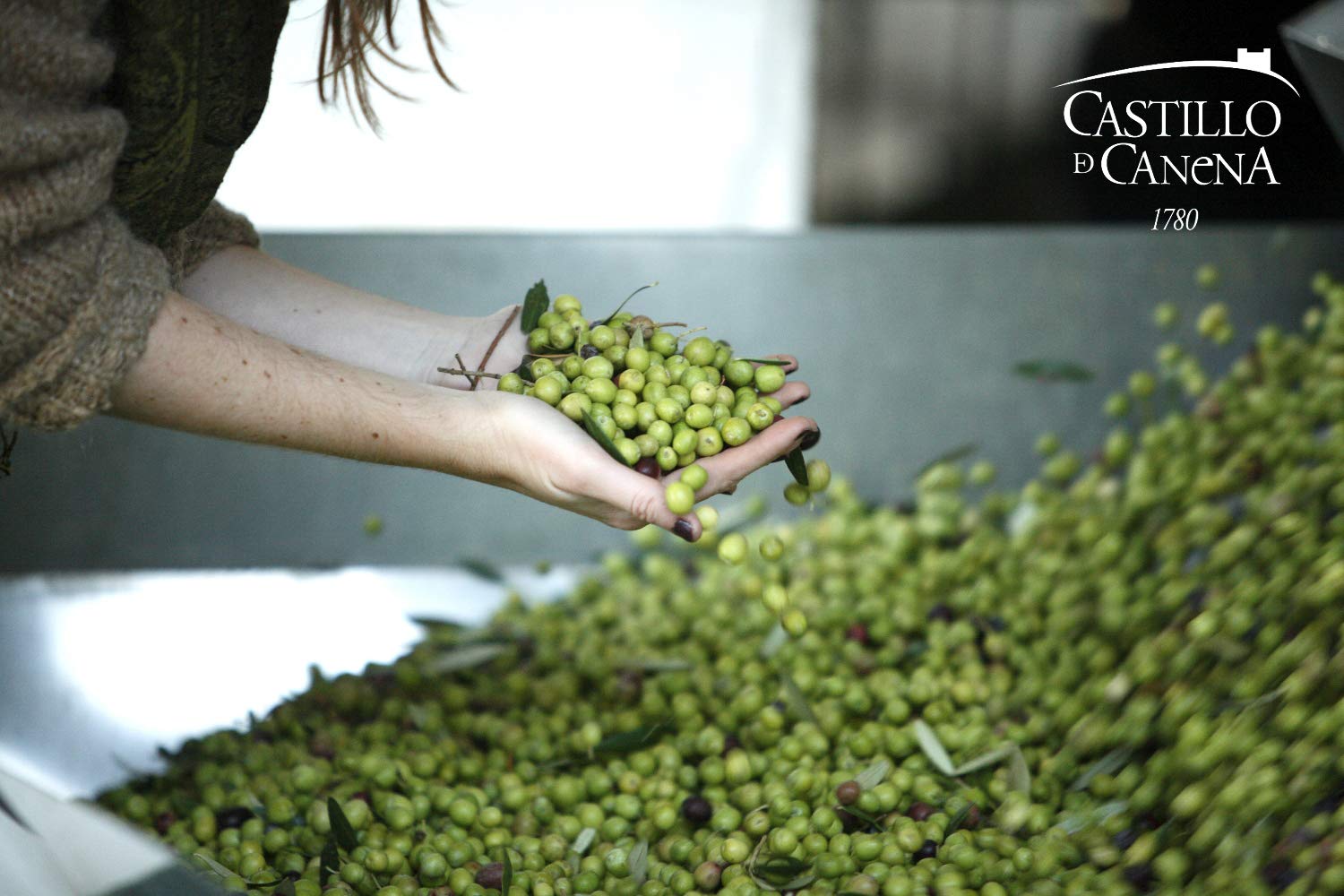 Castillo de Canena Extra Virgin Olive Oil | First Day of Harvest | 2025/2026 | Arbequina | 16.9 fl oz | From Spain |