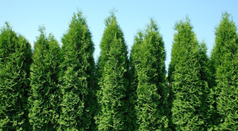 Green Giant Arborvitae 2 Pack