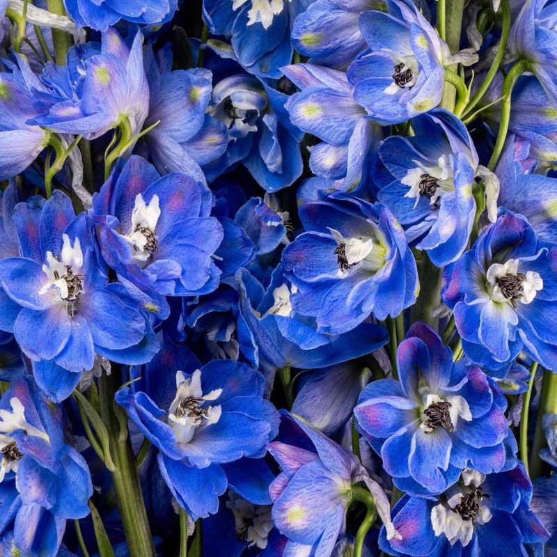 See full amazon price history chart for Growzid Delphinium Hybrida Benarys Pacific Flower Seeds for Terrace Balcony Gardening Home Garden Plant Summer Flower Seeds for Planting Delphinium Blue Bird (Pack Of 50 Seeds) Growzid Delphinium Hybrida Benarys Pacific Flower Seeds for Terrace Balcony Gardening Home Garden Plant Summer Flower Seeds for Planting Delphinium Blue Bird (Pack Of 50 Seeds) (B0CN3GVHP8) Amazon Price History, Amazon Price Tracker