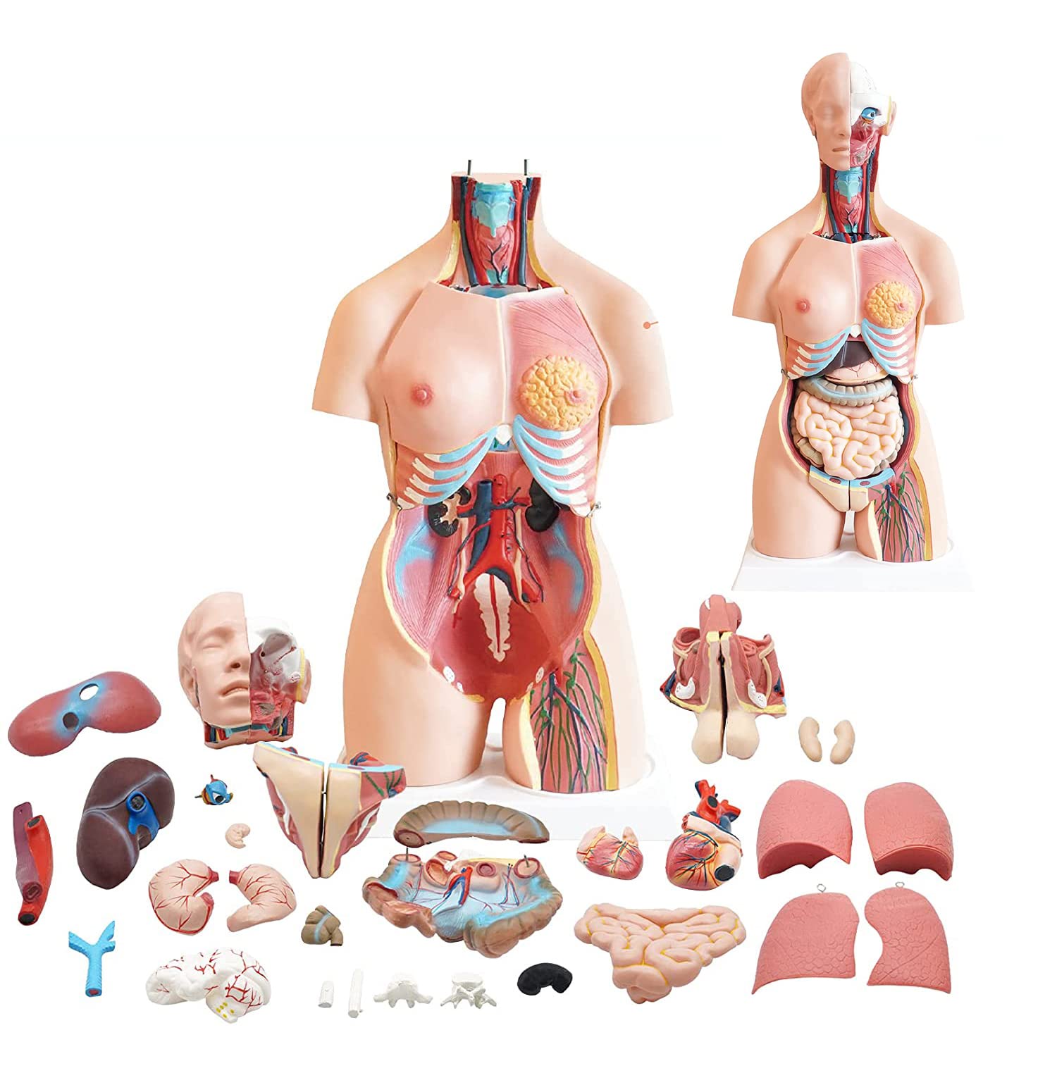Model ludzkiego tułowia 85 cm anatomiczny medyczny model tułowia 23 części, model tułowia ze zdejmowanymi organami dla klasy, studentów, materiały dydaktyczne