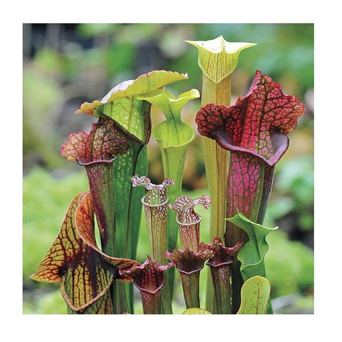 Buy Park Seed bed Goblets and Chalices Pitcher Plant Seeds
