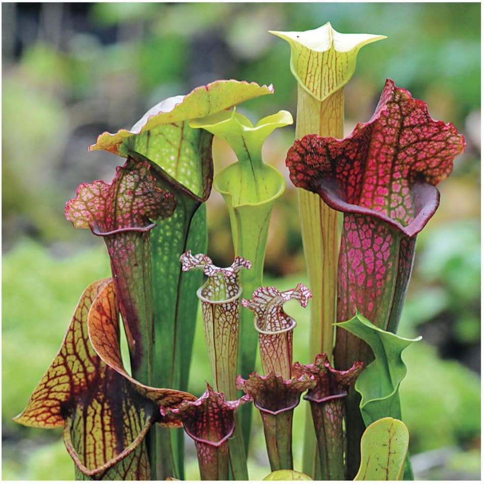 Park Seed Webbed Goblets and Chalices Pitcher Plant Seeds, Perennial Carnivorous Plant, Pack of 10 Seeds