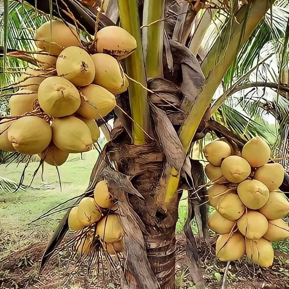 See full amazon price history chart for DIARAA Yellow Coconut Hybrid Dwarf Live Fruit Plant High Yield (Height - 2 to 2.5 Feet) 1 Healthy Live Fruit Plant in Grow Bag DIARAA Yellow Coconut Hybrid Dwarf Live Fruit Plant High Yield (Height - 2 to 2.5 Feet) 1 Healthy Live Fruit Plant in Grow Bag (B0CWDLJBJP) Amazon Price History, Amazon Price Tracker