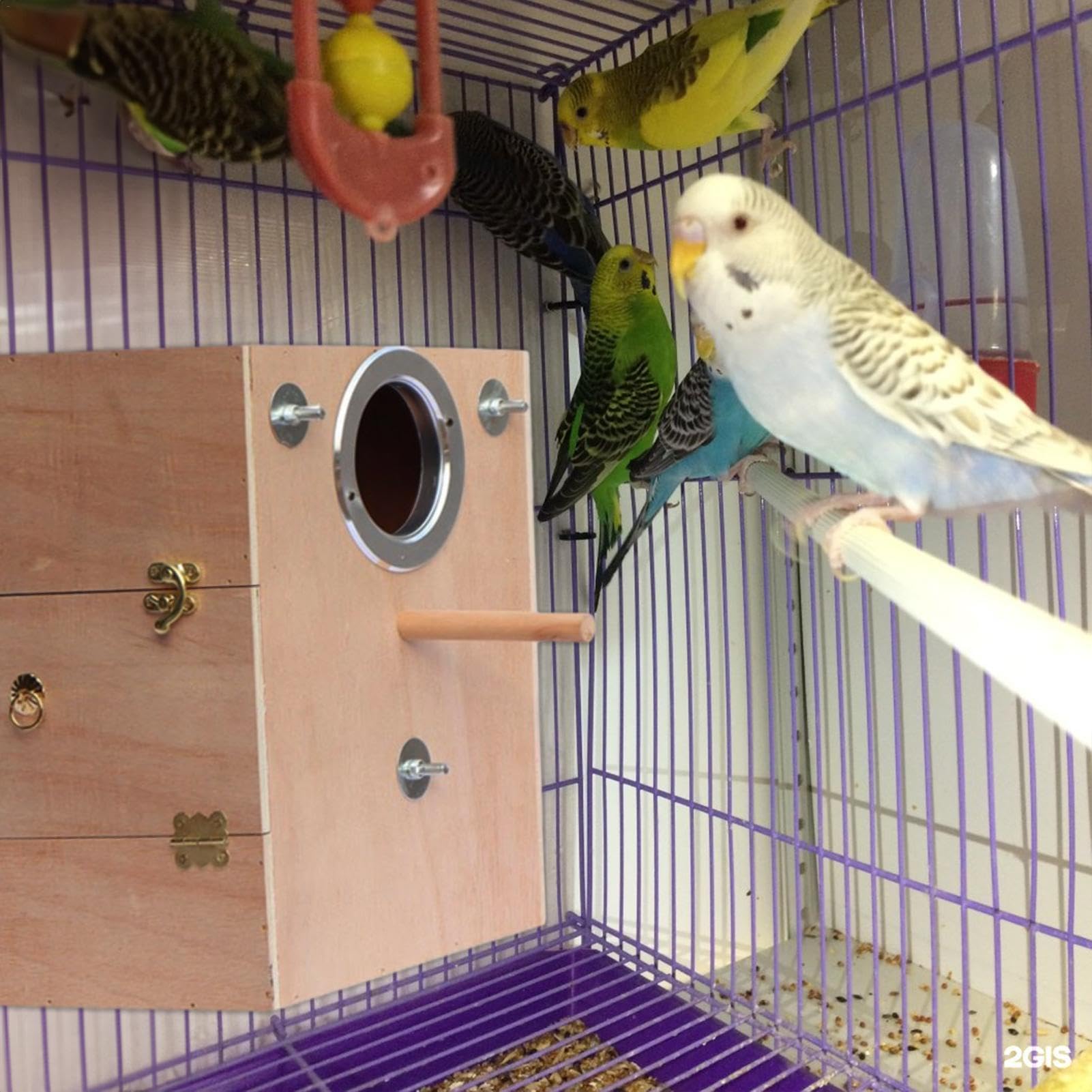 Scatola per l'allevamento di pappagalli in legno per parrocchetti, casette per uccelli con trespolo, per piccioncini, cacatua, parrocchetti, fringuelli, canarini