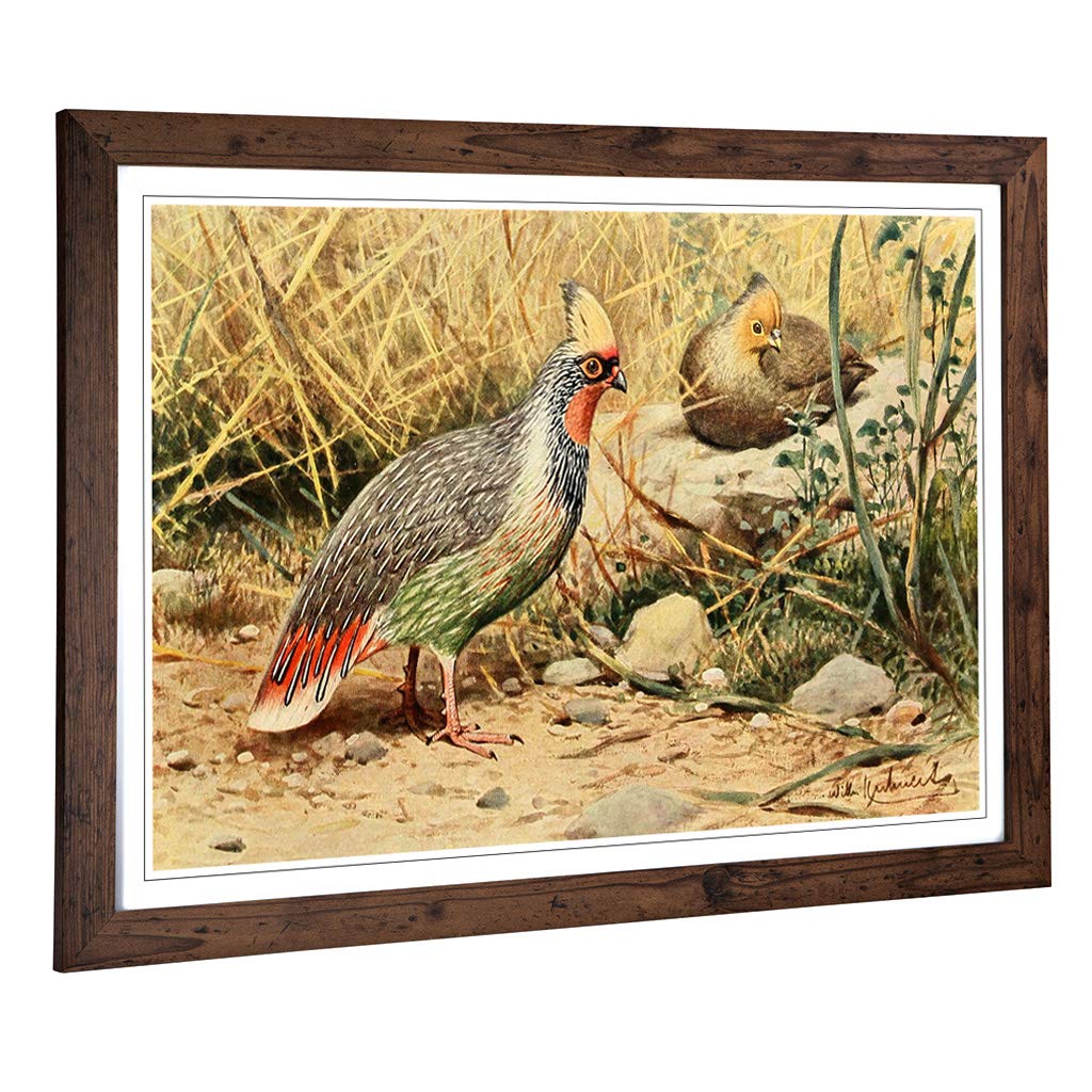 Big Box Art Framed Print of Vintage W Kuhnert Blood Pheasant Design | Wall Art Picture | Home Decor for Kitchen, Living Room, Bedroom, Hallway, Walnut, A2 / 24.5x18 Inch / 62x45cm