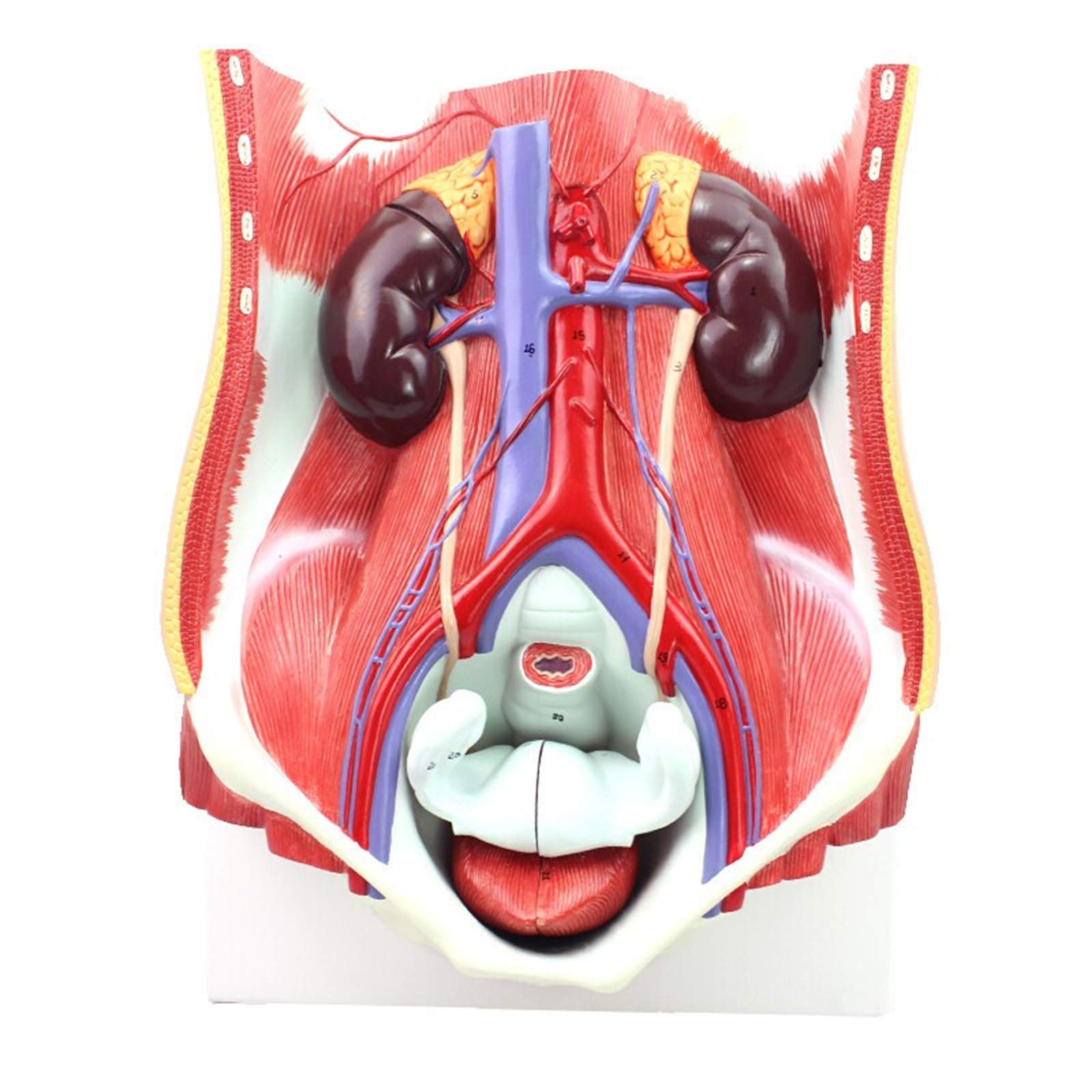 LIBAI Human Urinary System Model, Human Male Female Urinary System Model Bladder Abdominal Cavity Posterior Abdominal Wall Renal Anatomical Model.