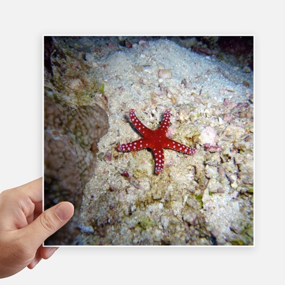 Autocollant carré océan starfish de 20 cm sticker photo nature pour valise ordinateur 4pcs