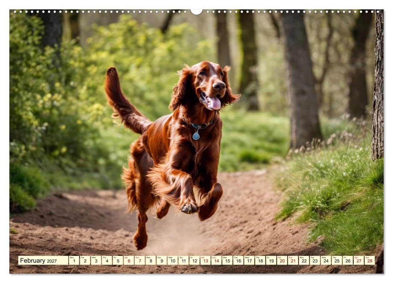 Irish Setter - pure grace (High Quality Premium Wall Calendar 2027 DIN A2 landscape),CALVENDO 12 Month Wall Calendar: Elegant pointing dog with temperament and stamina