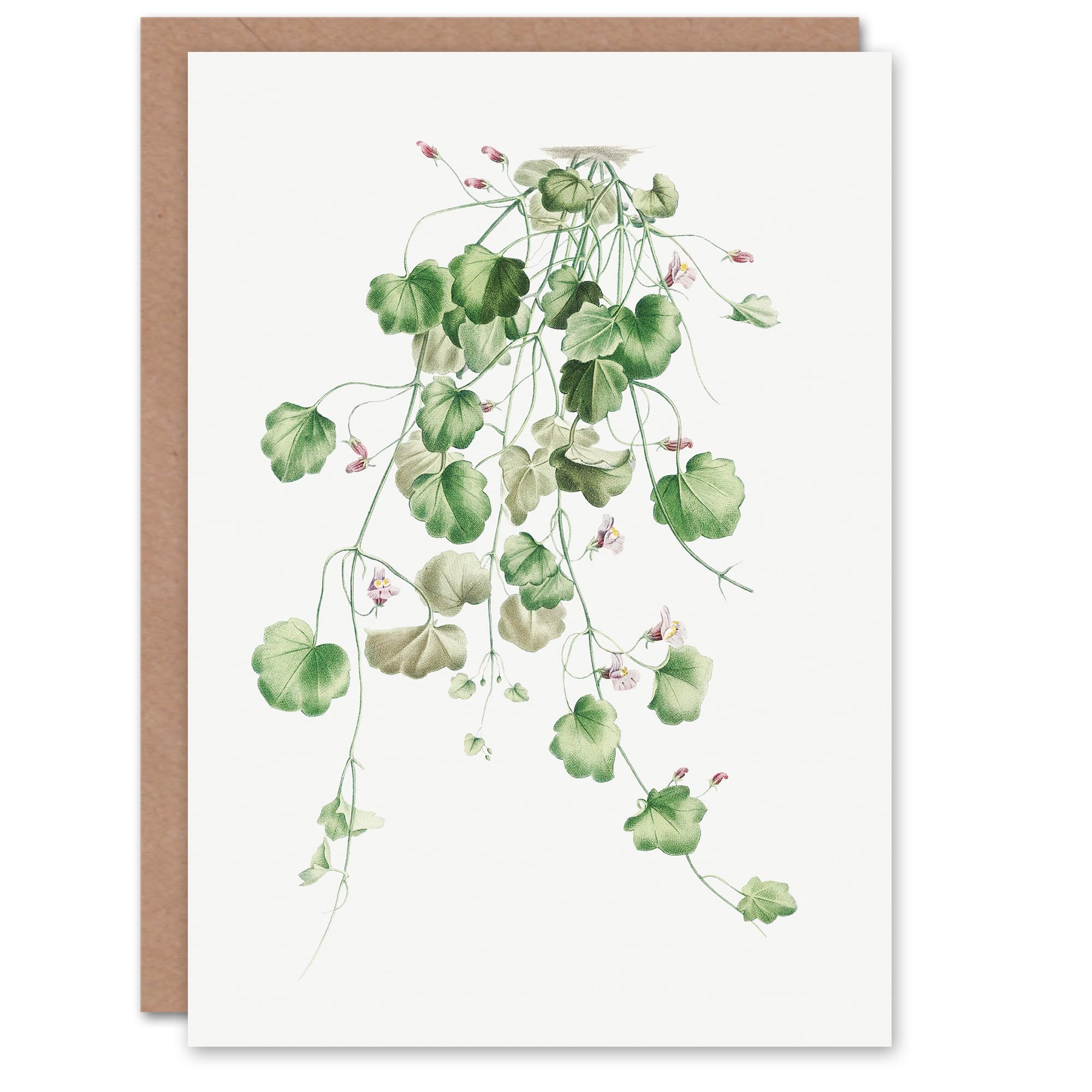 Artery8 Pierre-Joseph Redouté Art Card Kenilworth Ivy Vintage Botanical Illustration