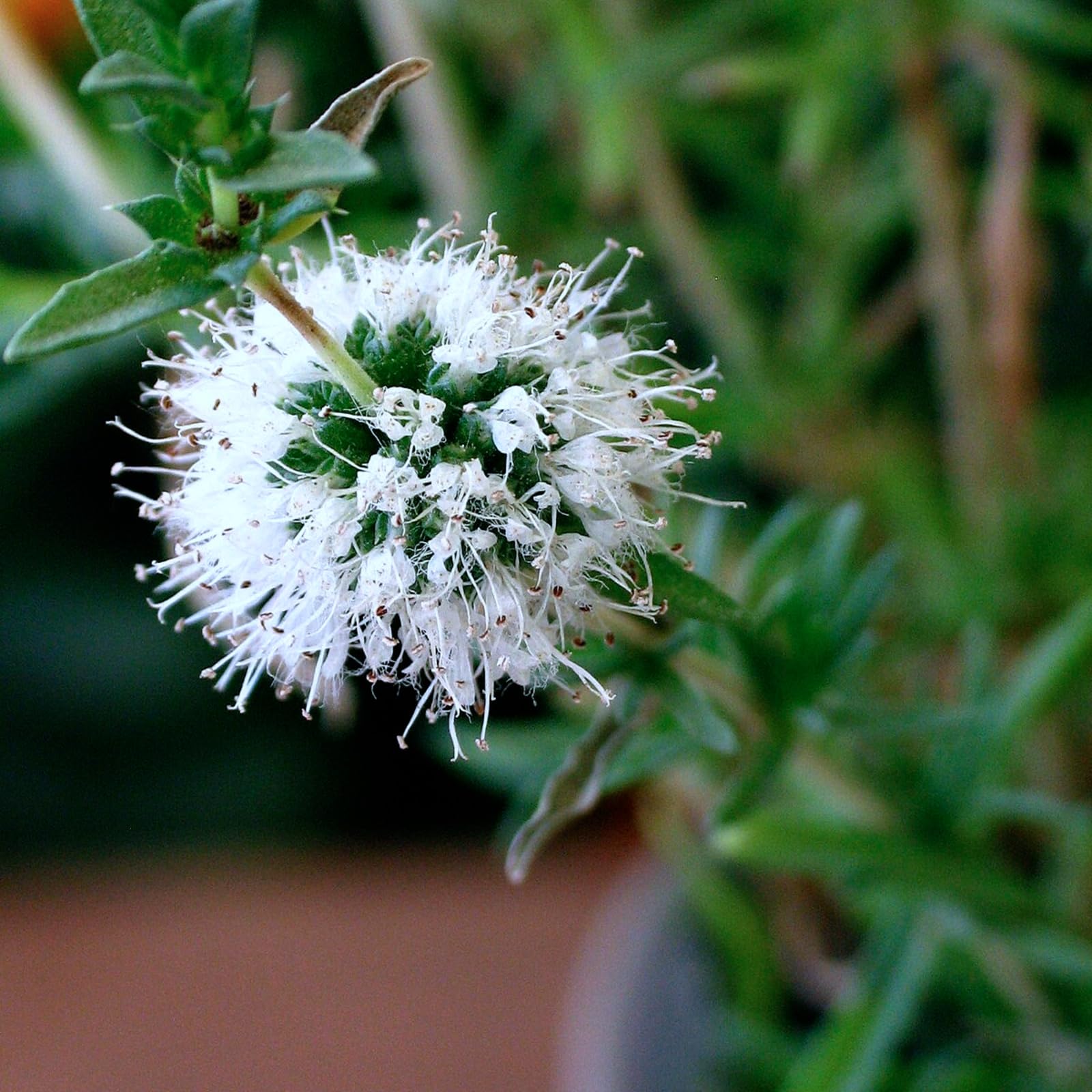Carbeth Plants Mentha cervina Alba Pond Plant for Small Ponds 1 x 9cm Pot