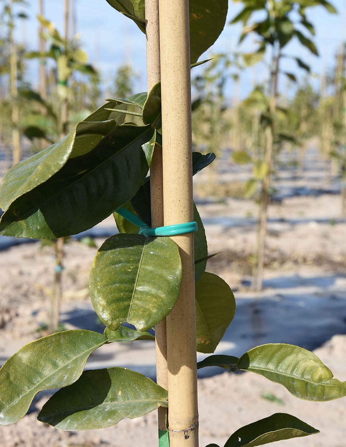 Suinga Pack 500 Tutores de Bambú 200 cm (8-10 mm) - Varillas Resistentes para Plantas, Árboles y Hortalizas | Soporte para Plantas, Tomates | Tutores para Plantas trepadoras