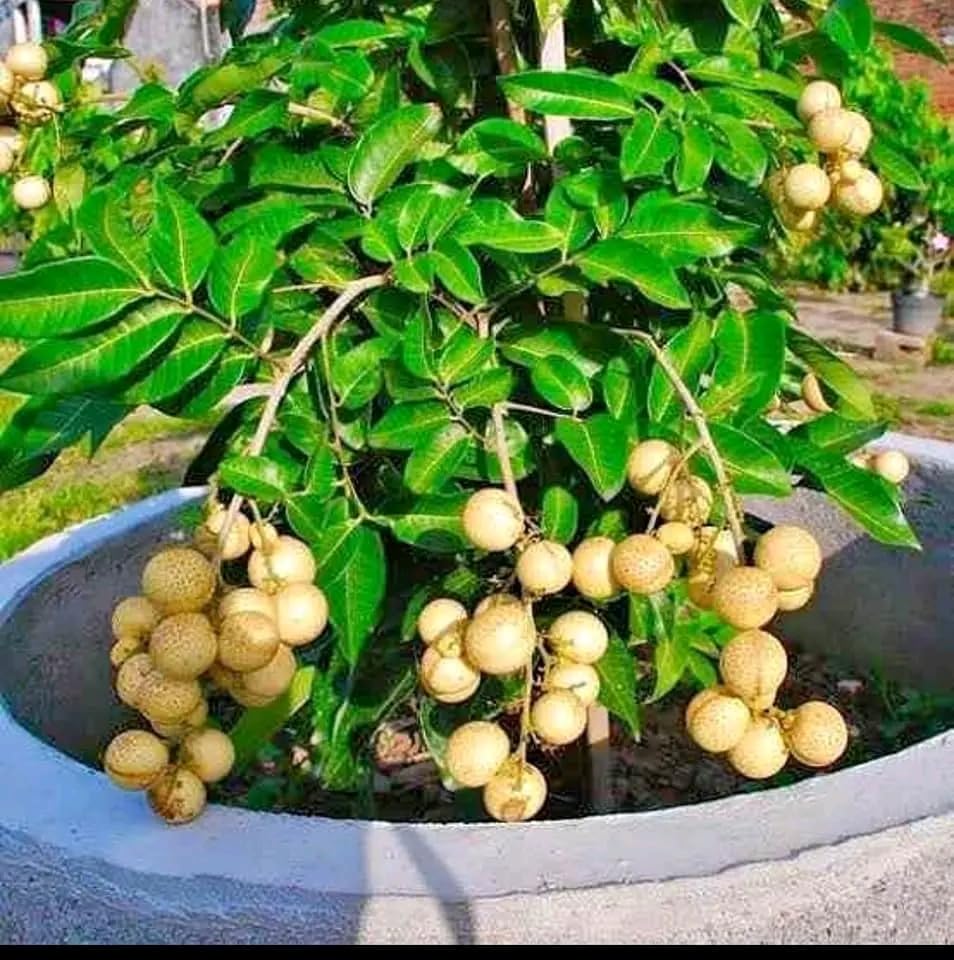 || All Time Sweet Longan; Fruit Hybrid Live Plant || Hybrid Dwarf Verities ! Trisha Gardening || (B0CCB42L2Y) Amazon Price History, Amazon Price Tracker