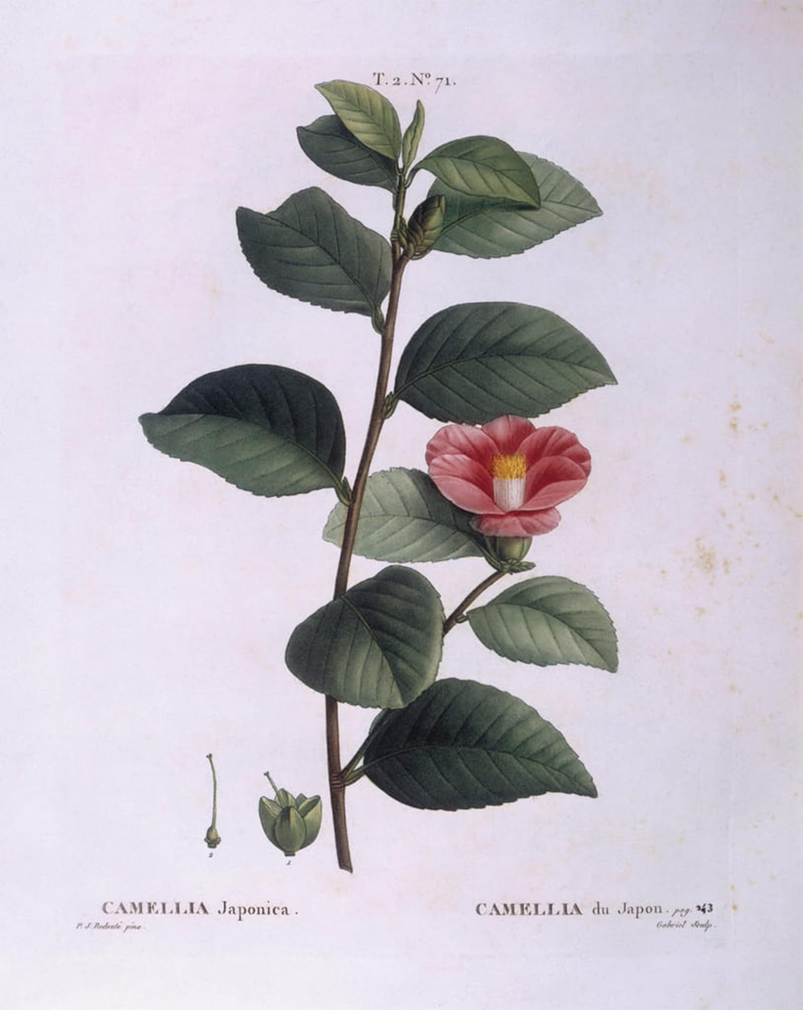 ARTXLXXBN Famous Print Painting Colorful Art Print Camellia by Pierre Redouté Canvas Art Decorations for Home Decor 60x90cm