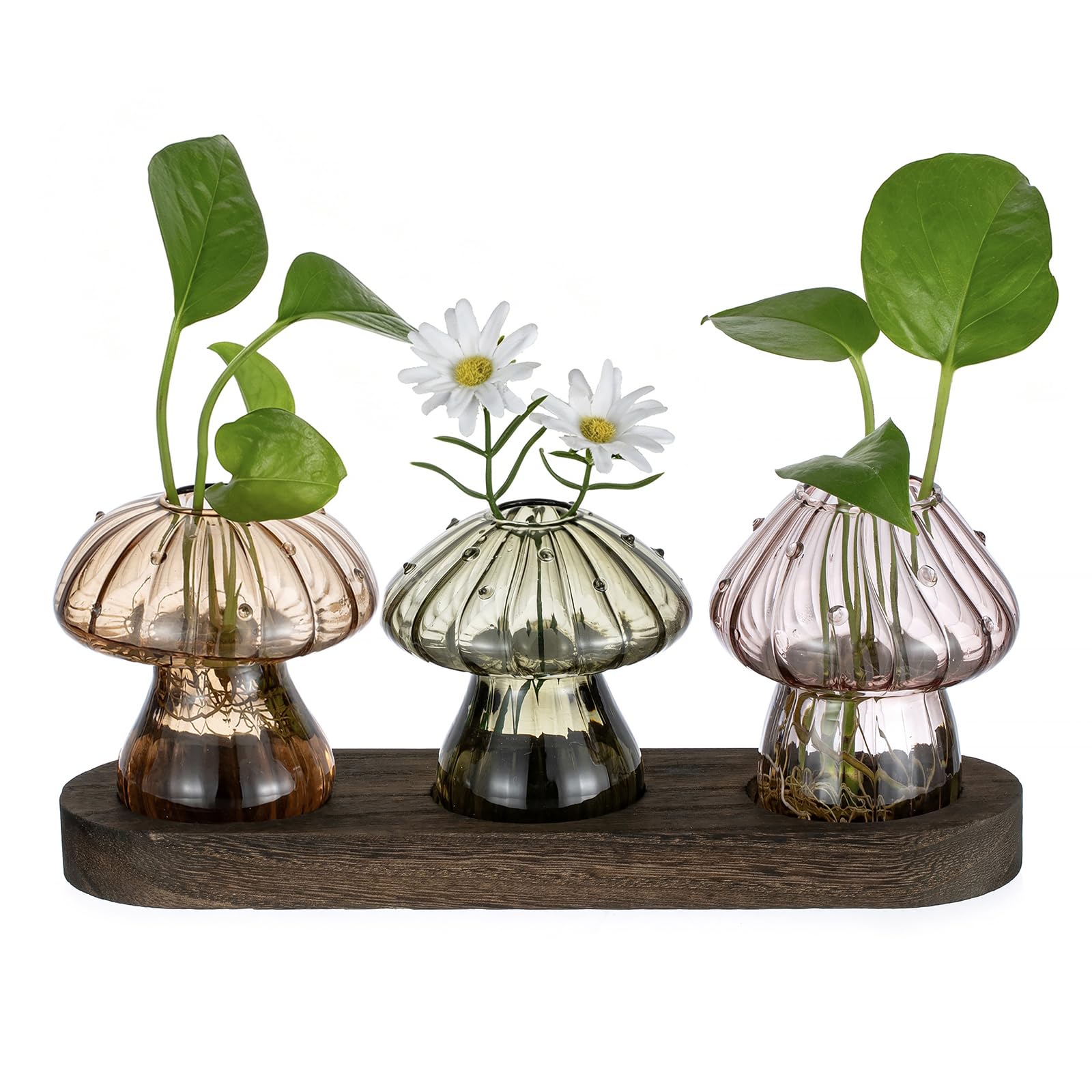 Glasseam Mushroom Plant Propagation Station: 3 Pcs Glass Terrarium Jar