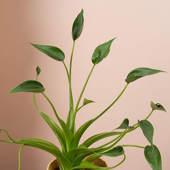 Alocasia Tiny Dancer Indoor House Plant - Air-Purifying Low Maintenance Tropical Elephant Ear Plant - Perfect for Home or Office Decor (12cm Pot, 30-40cm)