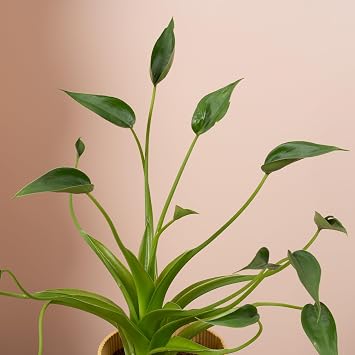Alocasia Tiny Dancer Indoor House Plant - Air-Purifying Low Maintenance Tropical Elephant Ear Plant - Perfect for Home or Office Decor (12cm Pot, 30-40cm)