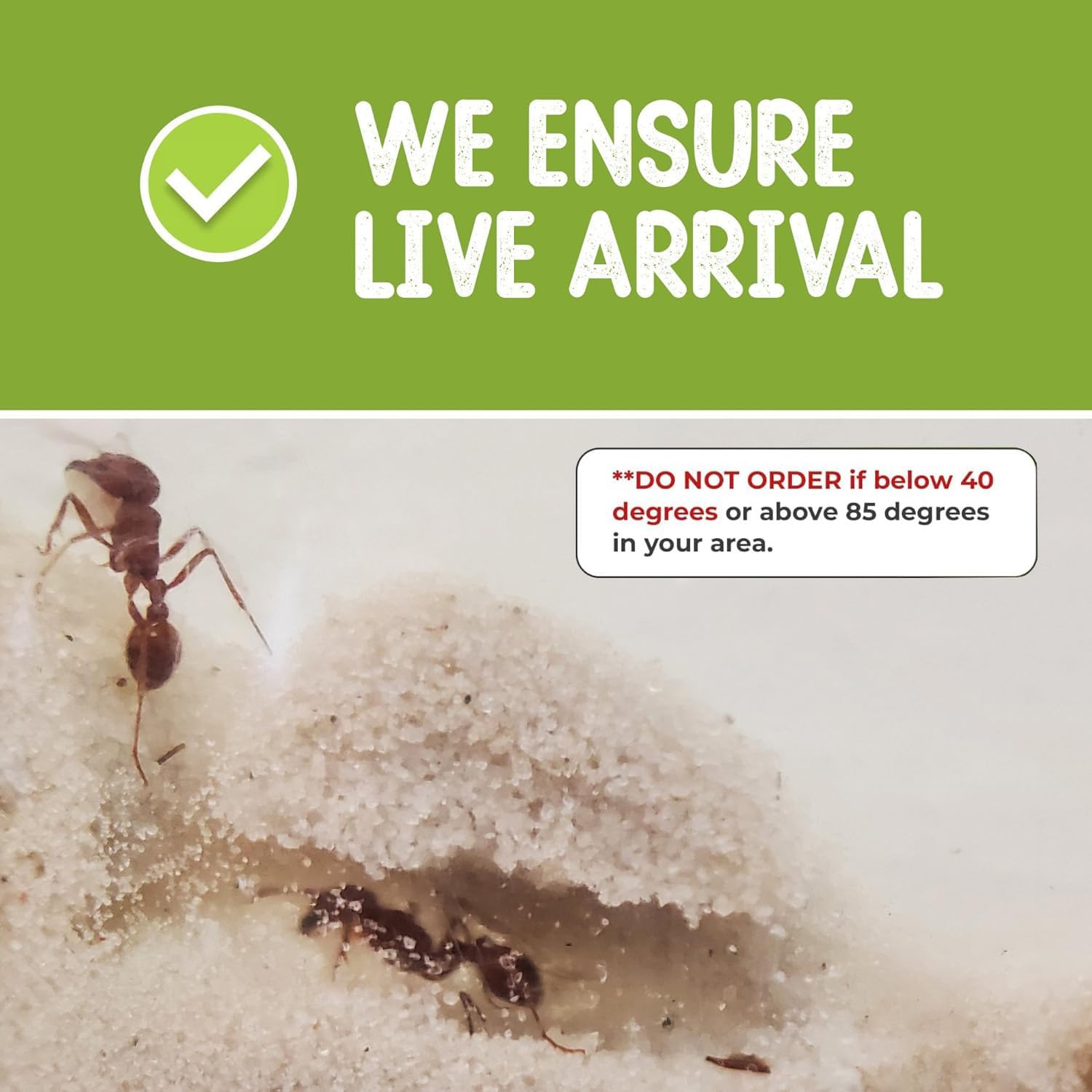 1 Tube of Live Ants Plus Ant Food, Honey Treat, & Book, Ant Habitat Kit Refill